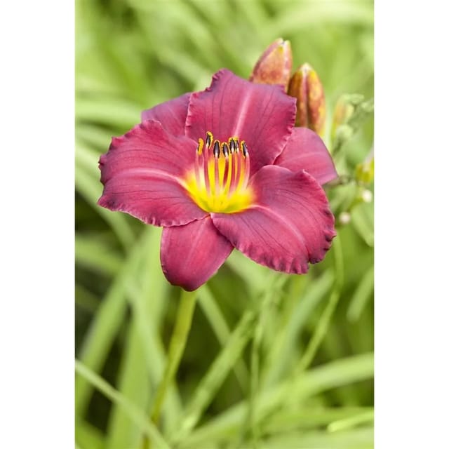 Hemerocallis X Cult Pardon Me Taglilie Ca. 11x11 cm Topf