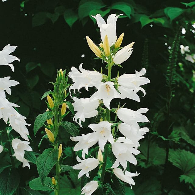 Campanula Latifolia Var.macrantha Alba Breitblättrige Glockenblume Ca. 9x9 cm Topf