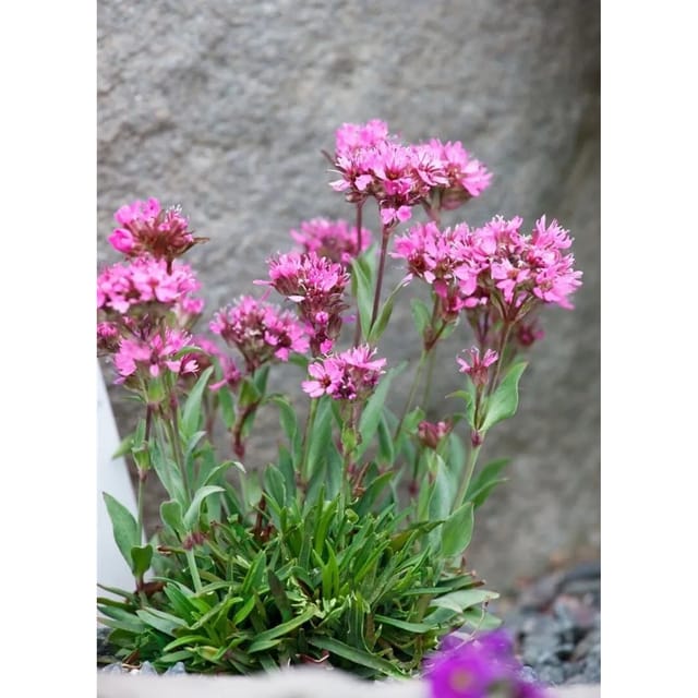 Lychnis Alpina Alpenlichtnelke Ca. 9x9 cm Topf