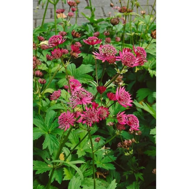 Astrantia Major Claret Sterndolde Ca. 11x11 cm Topf
