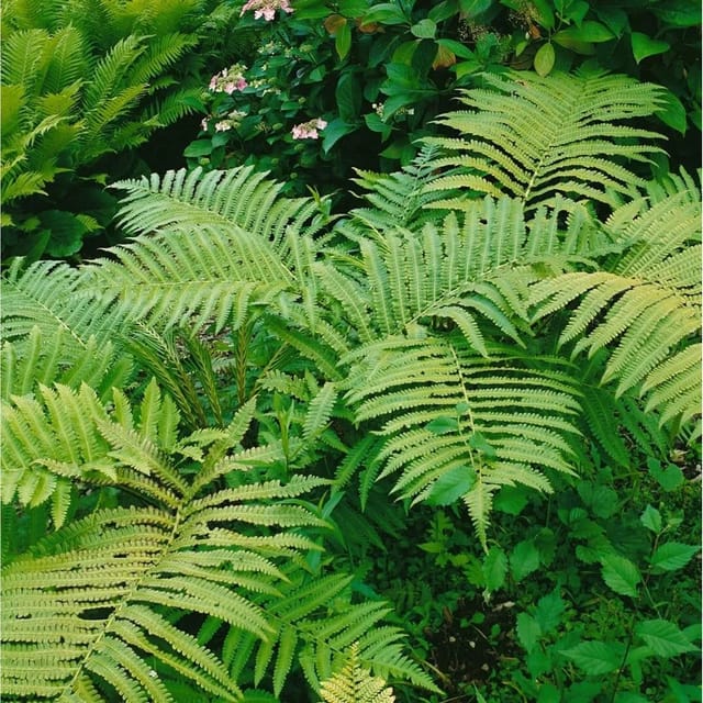 Matteuccia Orientalis Ca. 9x9 cm Topf