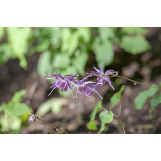 Epimedium Grandiflorum Lilafee Elfenblume Ca. 9x9 cm Topf