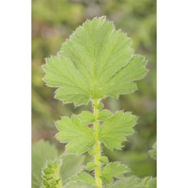 Geum Chiloense Goldball Nelkenwurz Gen Ca 9x9 cm Topf