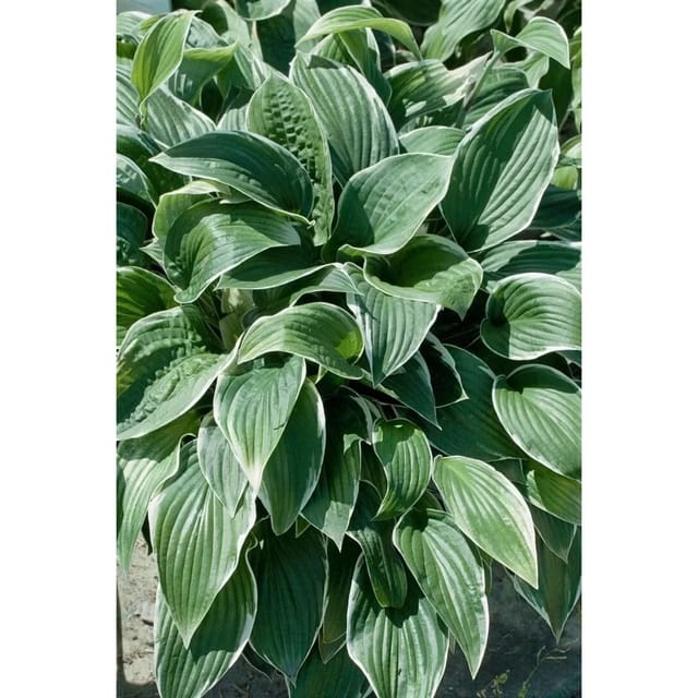 Hosta Sieboldiana Christmas Tree Funkie Ca. 11x11 cm Topf