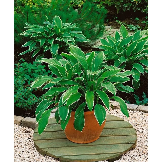 Hosta Undulata Albomarginata Funkie Ca. 11x11 cm Topf