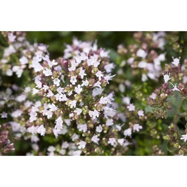 Origanum Vulgare Compactum Echter Dost Ca. 9x9 cm Topf
