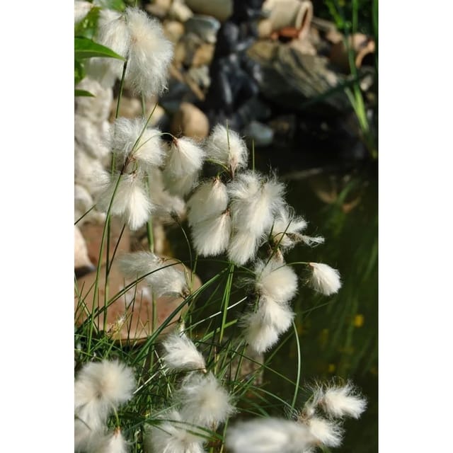 Eriophorum Angustifolium Schmalblättriges Wollgras Ca. 9x9 cm Topf