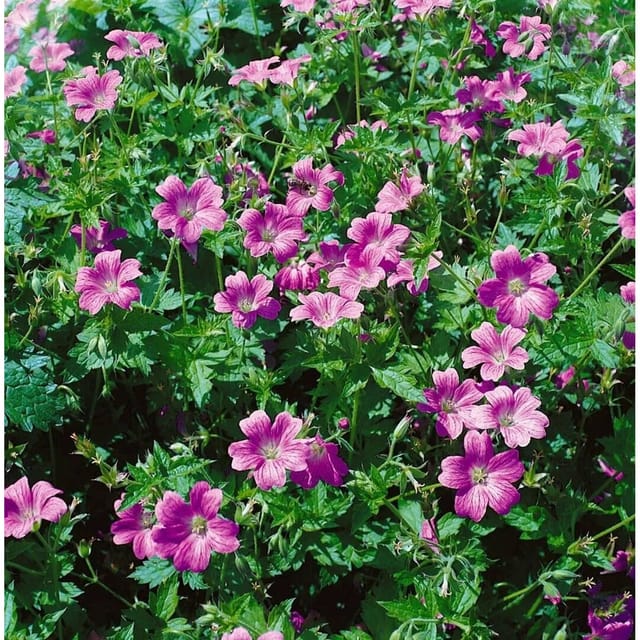 Geranium X Oxonianum Oxford Storchschnabel Ca. 9x9 cm Topf