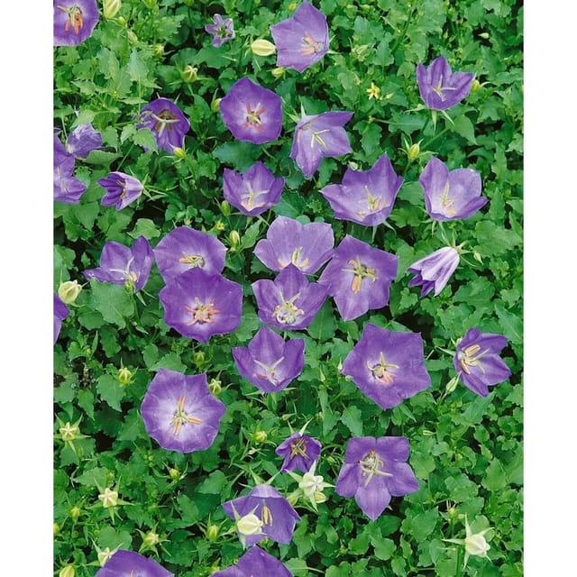 Campanula Carp.v.turbin. Karl Foerster Ca. 9x9 cm Topf