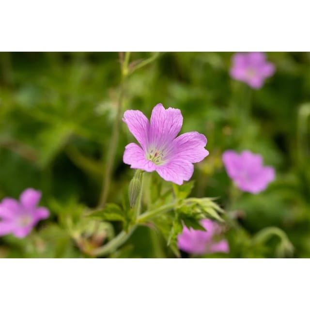 Geranium X Oxonianum Rose Clair Storchschnabel Ca. 9x9 cm Topf