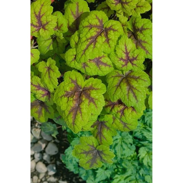 Heucherella(X) Tiarell.'Stoplight' -R- Ca. 9x9 cm Topf