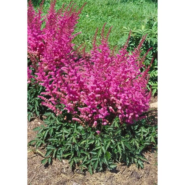Astilbe Chinensis Veronica Klose Prachtspiere Ca. 9x9 cm Topf
