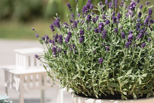 Lavandula Angustifolia Dwarf Blue Echter Lavendel Ca. 9x9 cm Topf