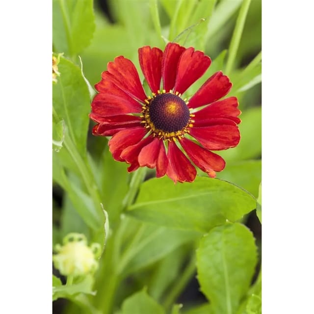 Helenium X Cult. Indianersommer Sonnenbraut Ca. 11x11 cm Topf