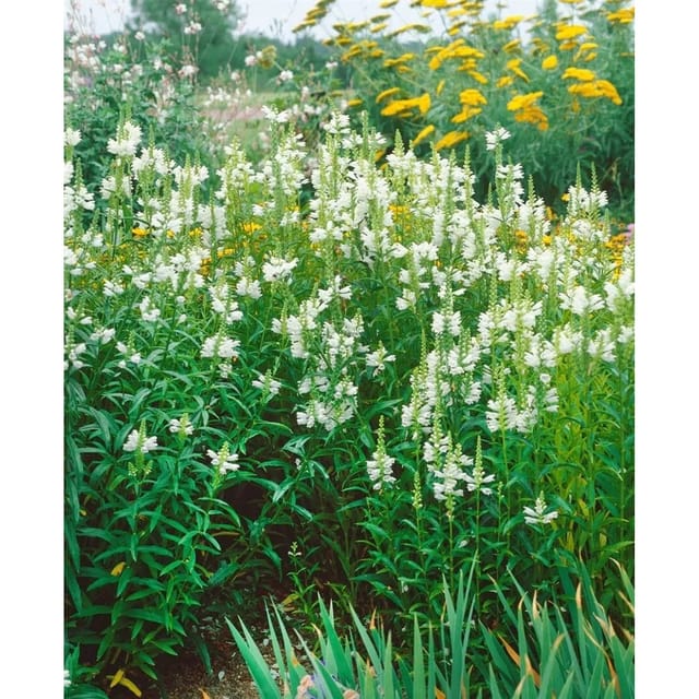 Physostegia Virginiana Alba Virginische Gelenkblume Ca. 9x9 cm Topf