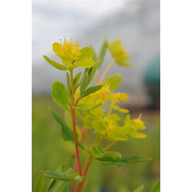 Euphorbia Palustris Sumpf Wolfsmilch Ca. 9x9 cm Topf