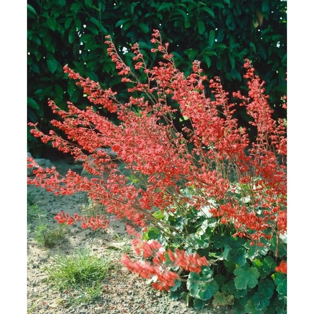 Heuchera Sanguinea Blutroter Storchschnabel Ca. 9x9 cm Topf