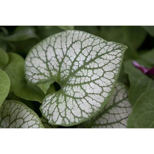 Brunnera Macrophylla Jack Frost Kaukasusvergissmeinnicht Ca. 11x11 cm Topf