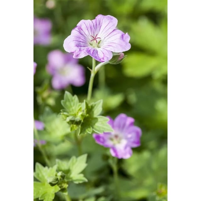 Geranium Endressii Pyrenäen Storchschnabel Ca. 9x9 cm Topf