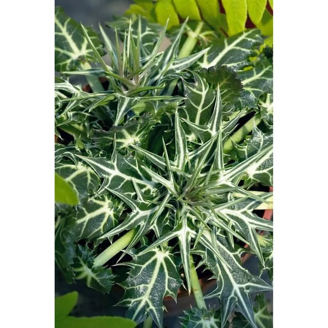 Eryngium Variifolium Mannstreu Ca. 9x9 cm Topf