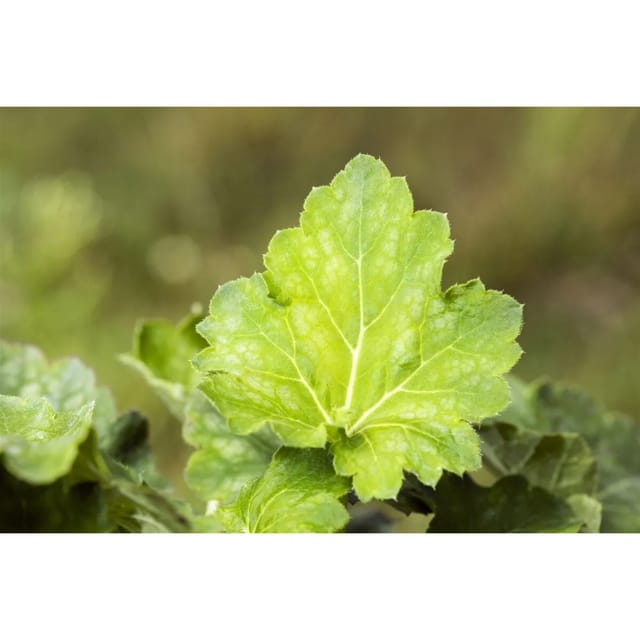 Heuchera Americana Dale Purpurglöckchen Ca. 9x9 cm Topf