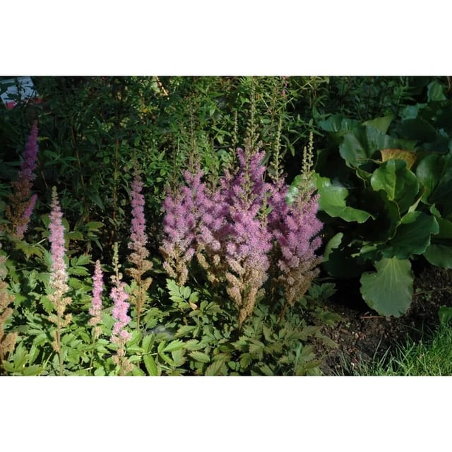 Astilbe Chin.var.taquetii Superba Prachtspiere Ca. 9x9 cm Topf