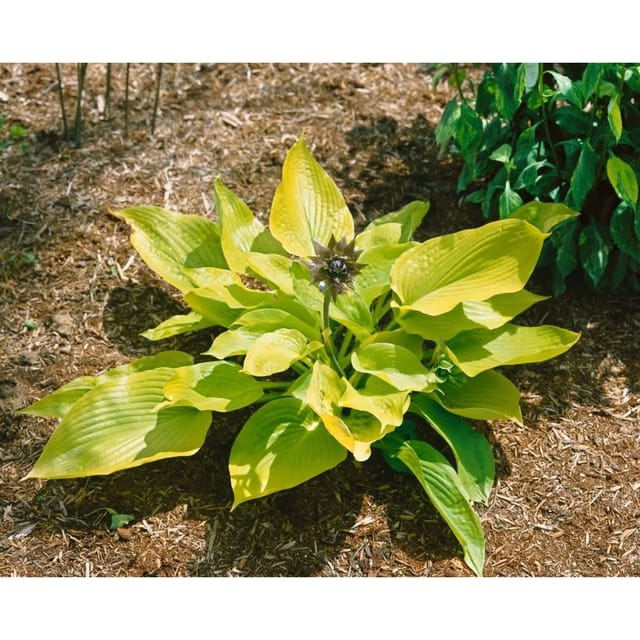 Hosta X Fortunei Aurea Funkie Ca. 11x11 cm Topf