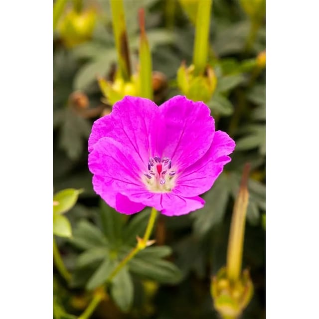 Geranium Sanguineum Shooting Star Blutstorchschnabel Ca. 9x9 cm Topf