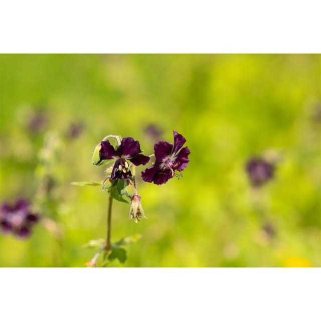 Geranium Phaeum Brauner Storchschnabel Ca. 9x9 cm Topf