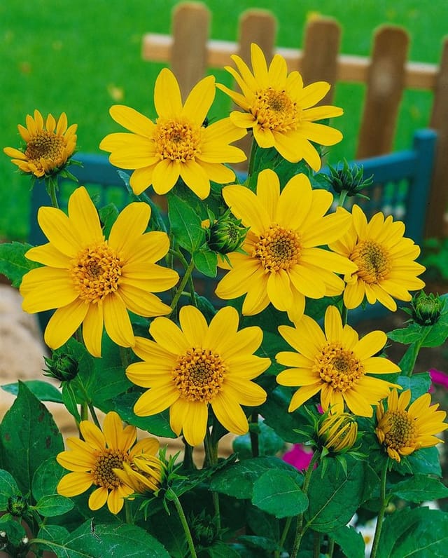 Helianthus Decapetalus Capenoch Star Stauden Sonnenblume Ca. 11x11 cm Topf