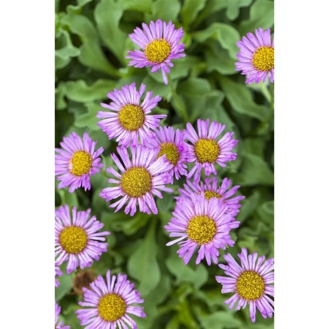 Erigeron Speciosus Rosa Juwel Prärieaster Ca. 9x9 cm Topf
