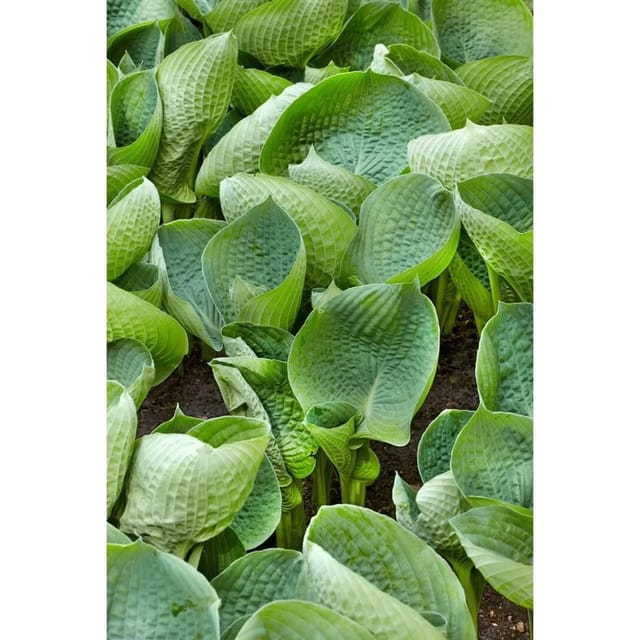 Hosta Tokudama Abiqua Drinking Gourd Ca. 11x11 cm Topf