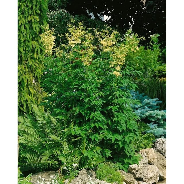 Filipendula Ulmaria Mädesüß Ca. 9x9 cm Topf