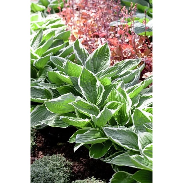 Hosta Sieboldiana Blaublattfunkie Ca. 11x11 cm Topf