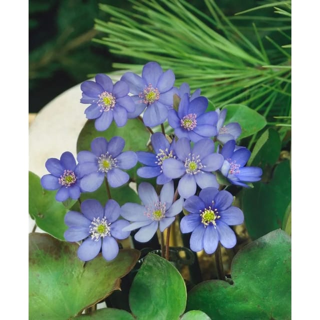 Hepatica Nobilis Leberblümchen Ca. 9x9 cm Topf