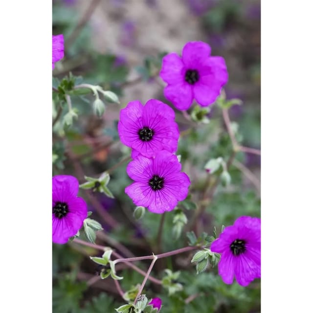 Geranium Cinereum Carol R Aschgrauer Storchschnabel Ca. 9x9 cm Topf