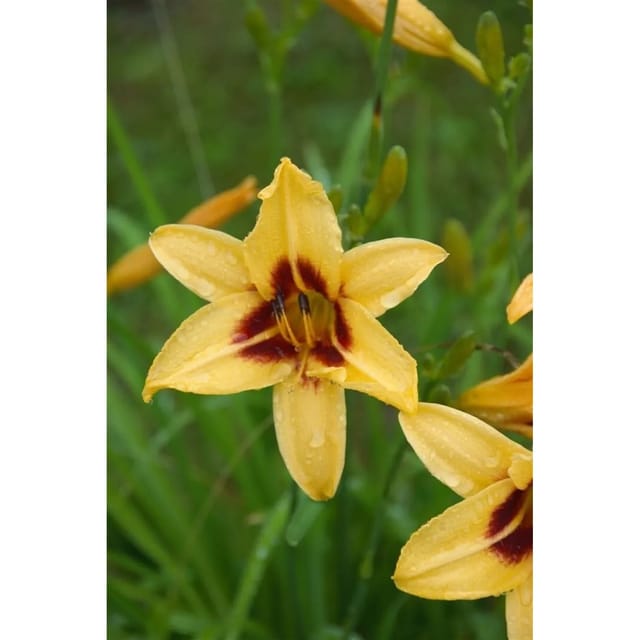 Hemerocallis X Cult. Bonanza Taglilie Ca. 11x11 cm Topf