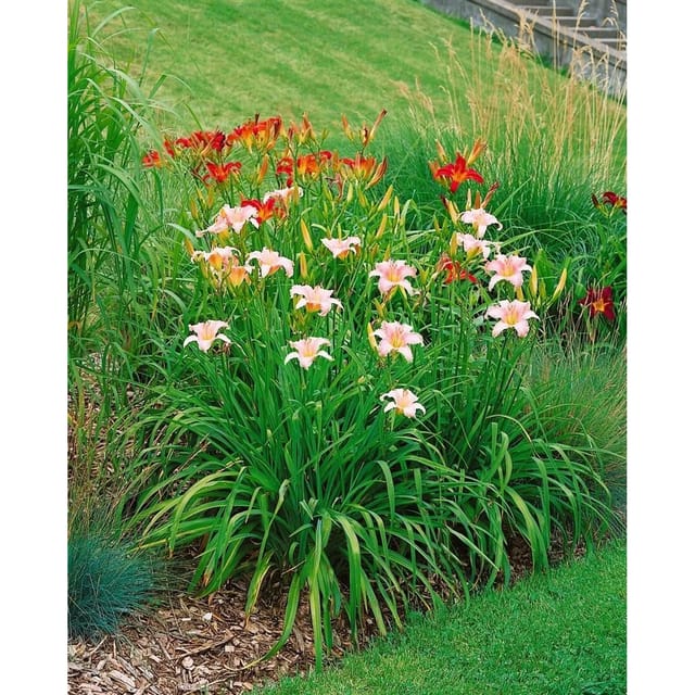 Hemerocallis X Cult. Luxury Lace Taglilie Ca. 11x11 cm Topf