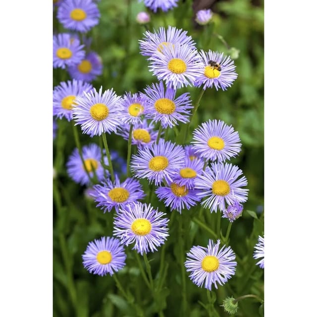 Aster Dumosus Lady In Blue Kissenaster Ca. 9x9 cm Topf