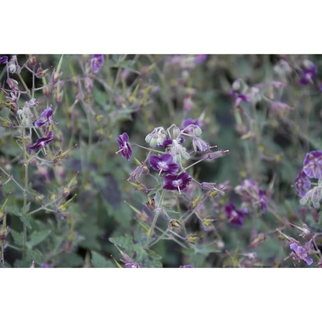 Geranium Phaeum Samobor Brauner Storchschnabel Ca. 9x9 cm Topf