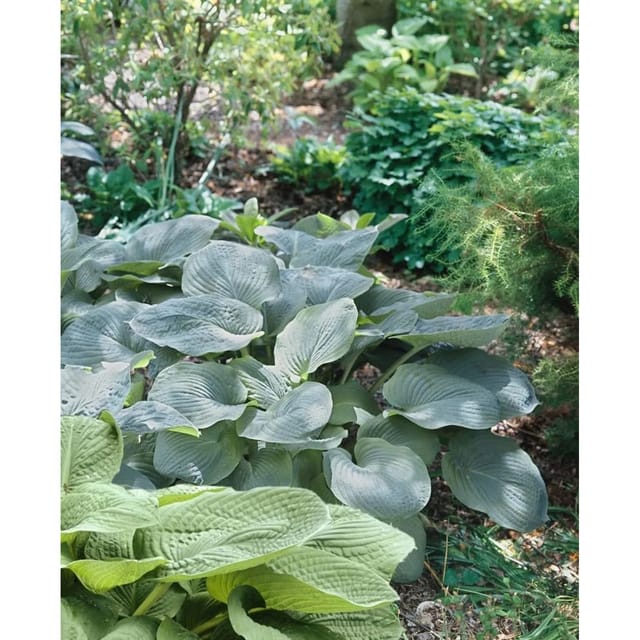 Hosta X Cult Empress Wu Ca. 11x11 cm Topf