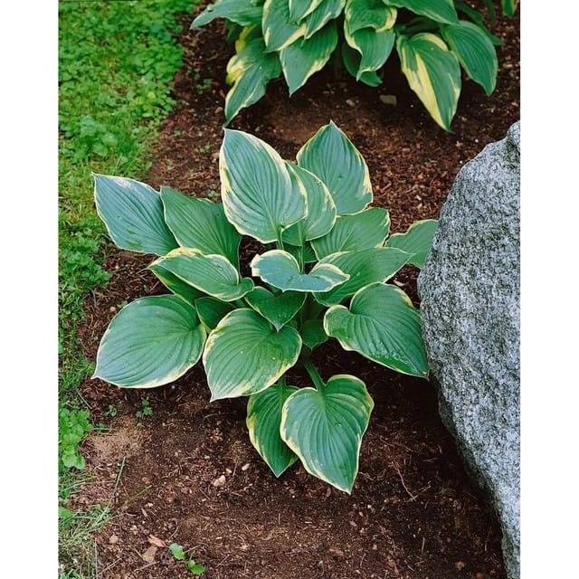 Hosta X Cult. Fringe Benefit Funkie Ca. 11x11 cm Topf