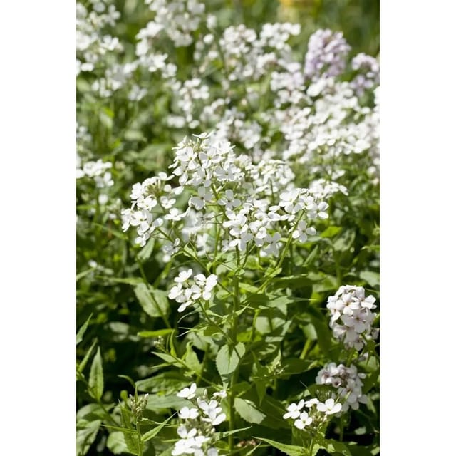 Hesperis Matronalis Alba Nachtviole Ca. 9x9 cm Topf