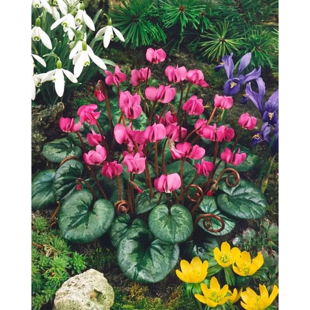 Cyclamen Coum Ssp.coum Vorfrühlings-Alpenveilchen Ca. 9x9 cm Topf
