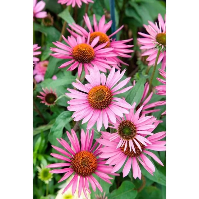 Echinacea Purpurea Pica Bella R Roter Sonnenhut Ca. 11x11 cm Topf