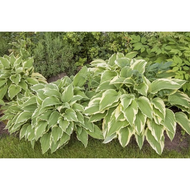 Hosta Sieboldii Bianca Funkie Ca. 11x11 cm Topf