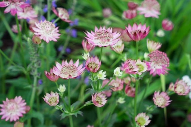Astrantia Major Rosea Große Sterndolde Ca. 11x11 cm Topf