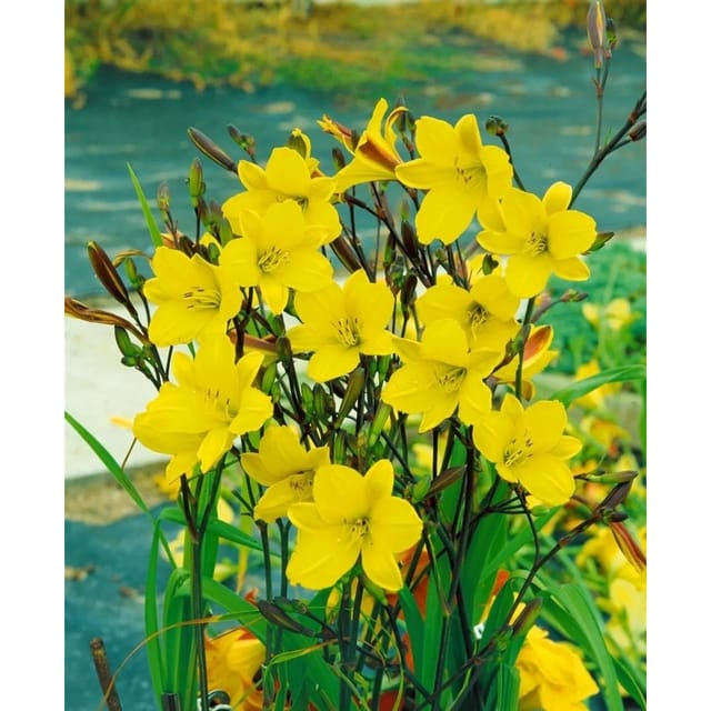 Hemerocallis X Cult. Corky Taglilie Ca. 11x11 cm Topf