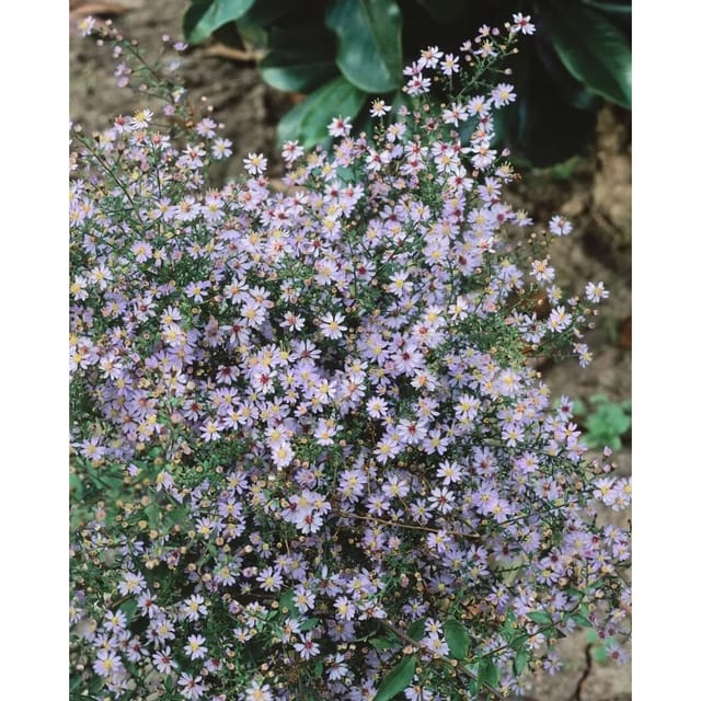 Aster Cordifolius Blütenregen Herzblatt Aster Ca. 11x11 cm Topf