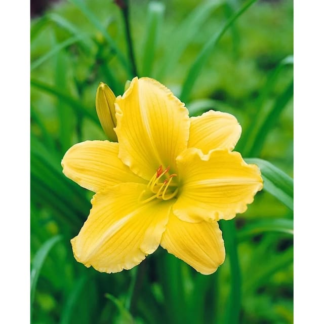 Hemerocallis X Cult Eenie Weenie Taglilie Ca. 11x11 cm Topf